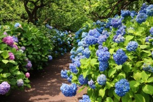 6月イベント