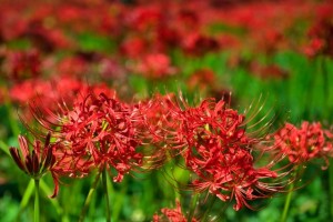 郷土の森5